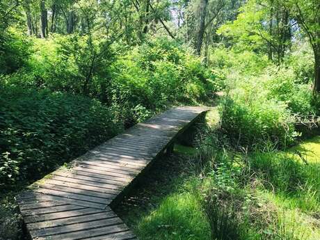 Sentier de la forêt vierge