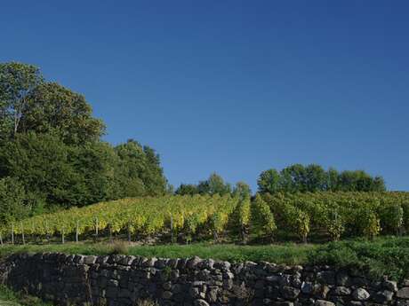 Vignobles Fichard