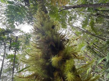 Alley of tree ferns