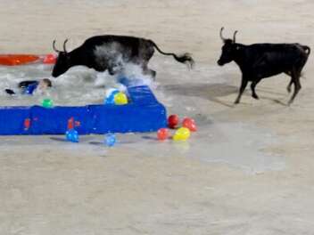 Feria - Encierro piscine