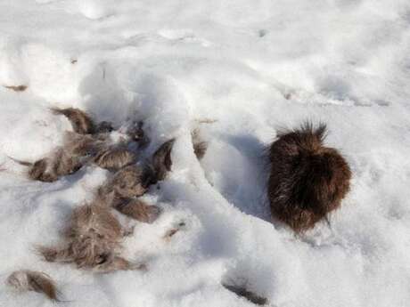 RDV avec le parc national des Ecrins : traces et indices de la faune en hiver