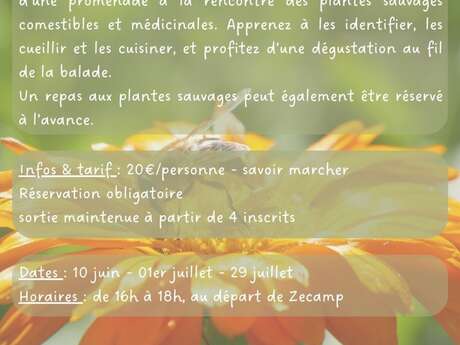 Balade plantes comestibles - sortie nature Zecamp