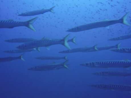 Centre International de plongée de Nice (CIP)