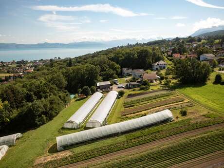 Organic market gardener - EARL le Vert de Terre