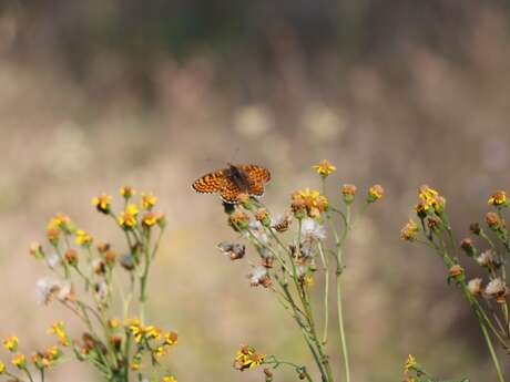 Belles et bonnes plantes -Sortie botanique