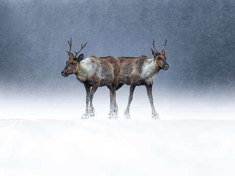 Exposition Le silence des sauvages de Joël Brunet et Laurence Terminet