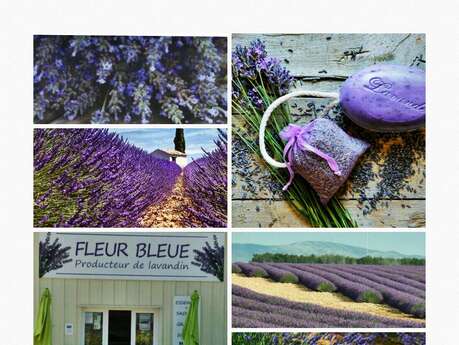 Fleur Bleue