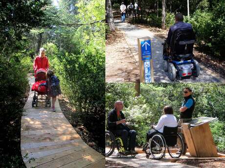 Chemin des cèdres trail