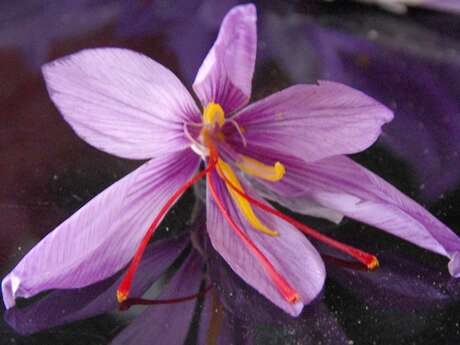 Le Moulin de Jarjayes