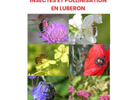 Conférence Insectes et pollinisation en Luberon par Daniel Dupuy