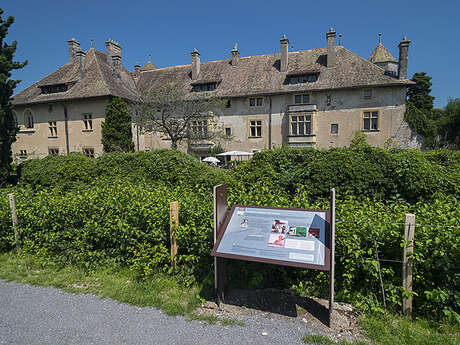 Sentier découverte du château et du vignoble de Ripaille