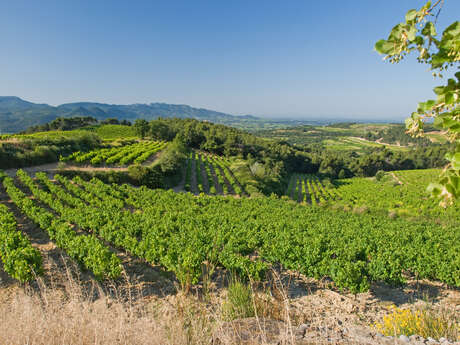 Visite du vignoble et de la cave - Domaine du Bramadou