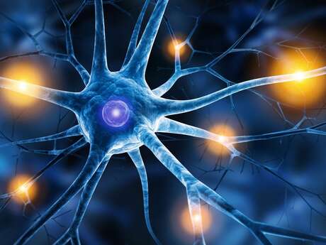 "Maladie d'Alzheimer : et si le cerveau pouvait se défendre?"