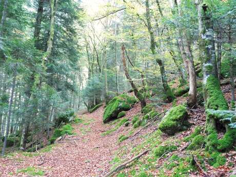 Paysages du Haut-Forez