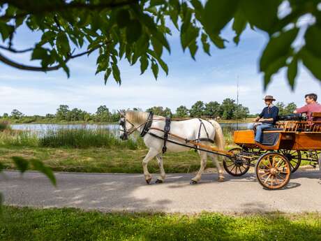 Les étangs de la Dombes, le temps d'une visite en calèche