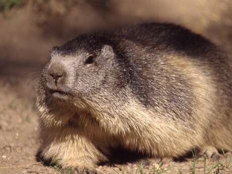 Guided half-day Meeting marmots