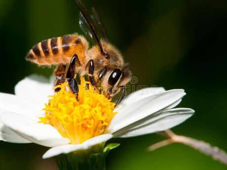 Sauvons les abeilles