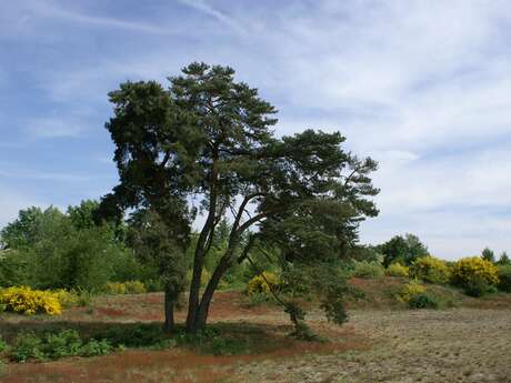 Ain leisure cycling loop: Dunes and bocage