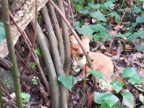 LA FILEUSE D'ORTIE : Si l'ortie m'était contée et filée