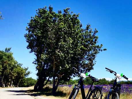 Stations Bee's Location de vélos électriques