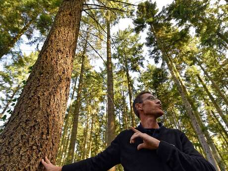 La forêt sous toutes ses facettes