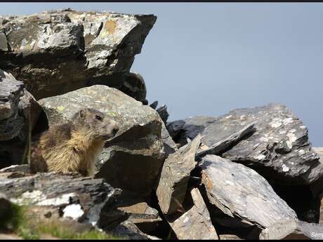 Hike with the marmots