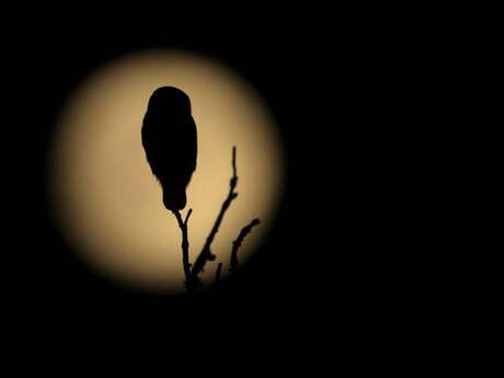 Conférence : la vie nocturne et le ciel étoilé