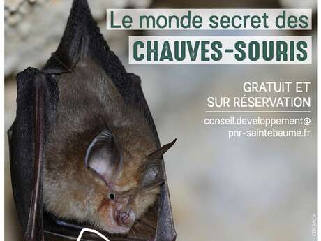 #RDVduParc • Le monde secret des chauves-souris