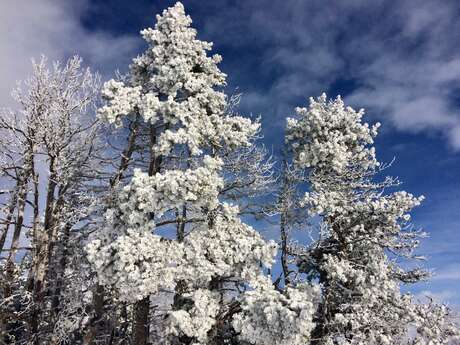 Regards d’Hiver : faune, neige, paysages
