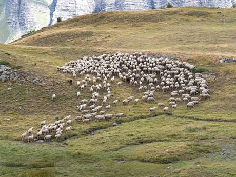 Rdv avec le Parc : Découvrir le pastoralisme