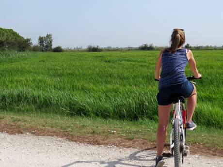 Rice bike ride and Camargue horses