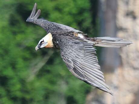 Exposition - Lumières cévenoles