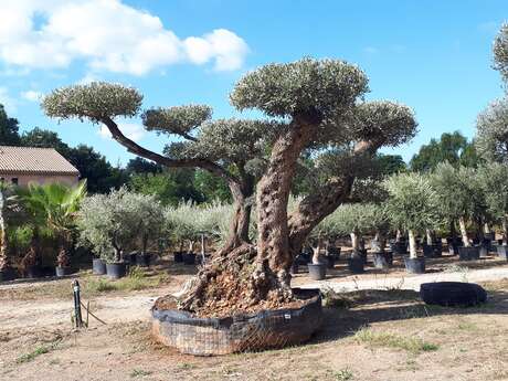 Pépinières de Montgolfier