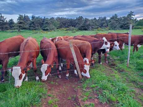 Visite de la ferme du Jarry