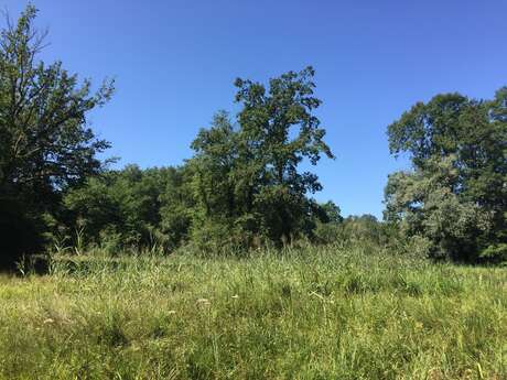 Dans les pas des gardes : les secrets des zones humides