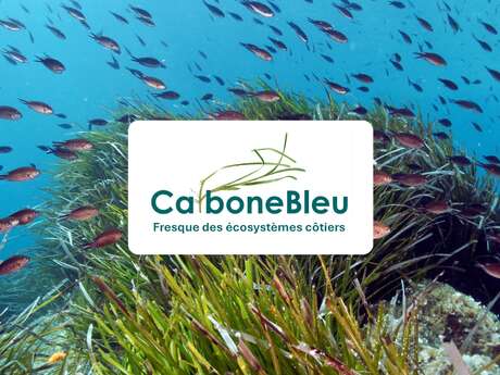 Fresque du carbone bleu et des posidonies
