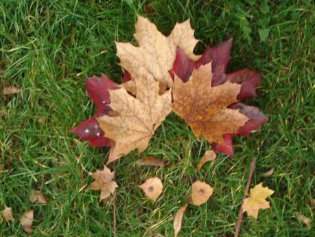 Association Chlorophylle