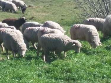 GAEC La Ferme des Palets