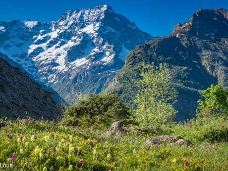 L'écobotaniste - Louis Amandier