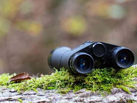 Observation grande faune