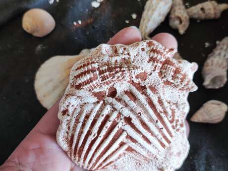 Histoire de la vie, Fabrication de fossiles