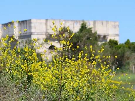 Marie la rétaise's immersive walks