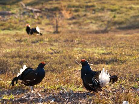 The Saint Sauveur loop