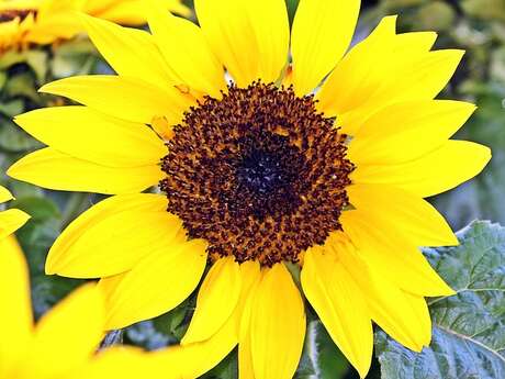 Marché aux fleurs, vide grenier, randonnée...