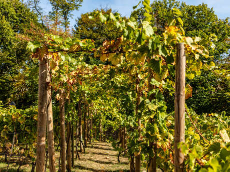 Visite dégustation des vignes des coteaux de Louveciennes