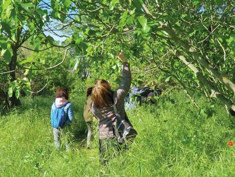 Découverte de la gemmothérapie avec une naturopathe