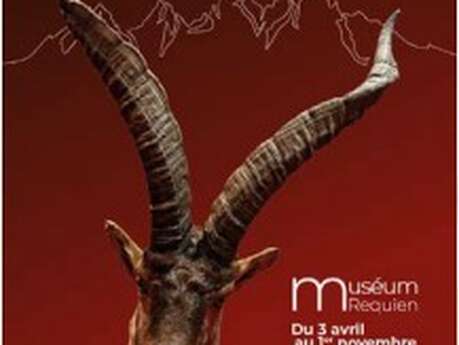 Lo stambecco, estinto nel Vaucluse e ormai residente sulle Alpi