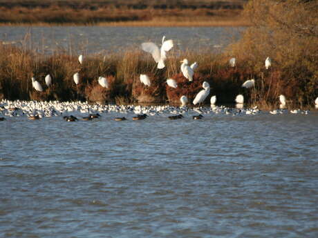 Visite guidée à l'occasion des 50 ans du Conservatoire du littoral