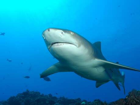 Tahiti Shark Expeditions