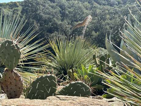 Formation "Un jardin sec en région méditerranéenne"